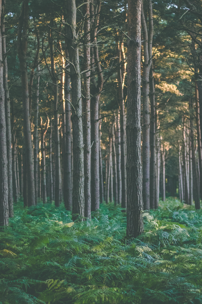 Faodail Forests Signature Candle