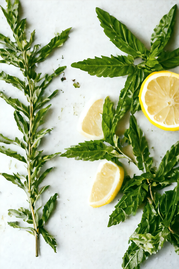 Lemon & Verbena Body Wash